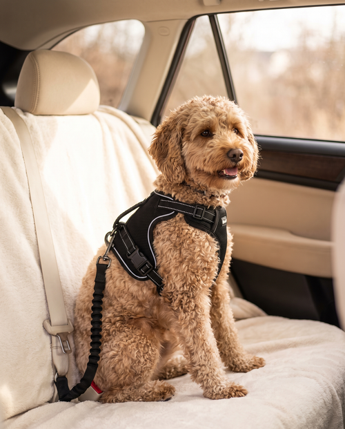 Hund mit schwarzem Fellwerk Sicherheitsgeschirr im Auto angeschnallt